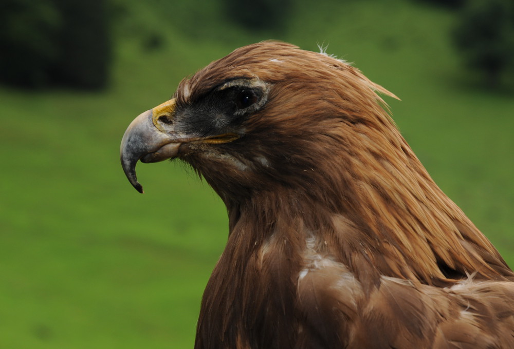 Allgäu Big Five – Steinadler im Hintersteiner Tal