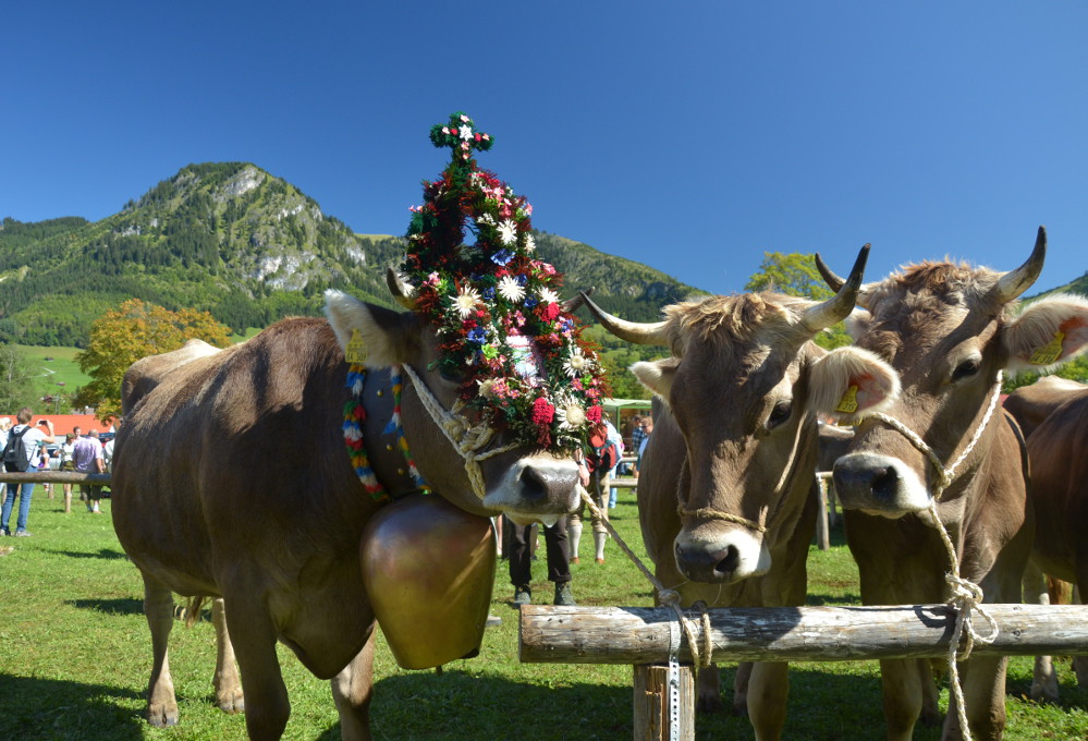 Viehscheid Bad Hindelang