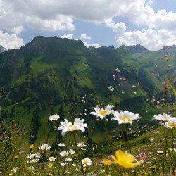 Bad Hindelang Tourismus_Wolfgang B. Kleiner_Blumenwiese.JPG