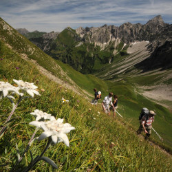 Bad Hindelang Tourismus_Wolfgang B. Kleiner_Edelweiss.JPG