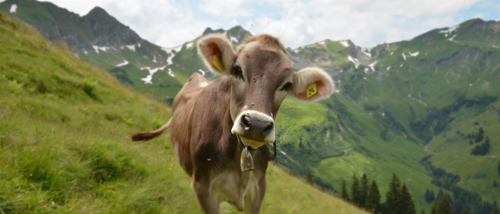 Header-Motiv-Kuh.jpg